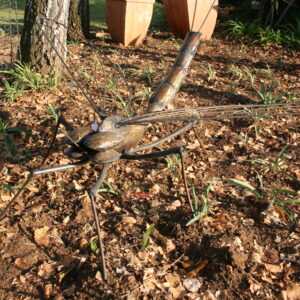 Antlion