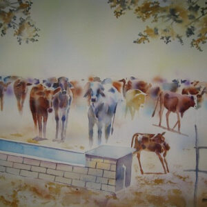 Cows