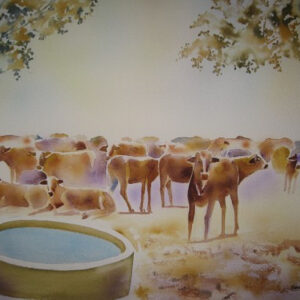 Cows