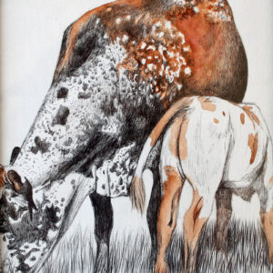 Nguni's
