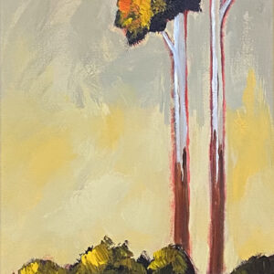 Bluegum Trees