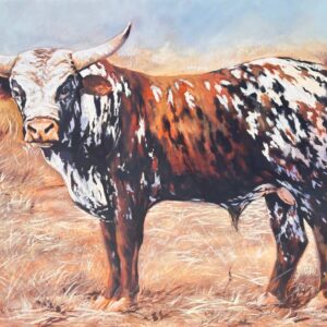 @ Nguni bull u/f